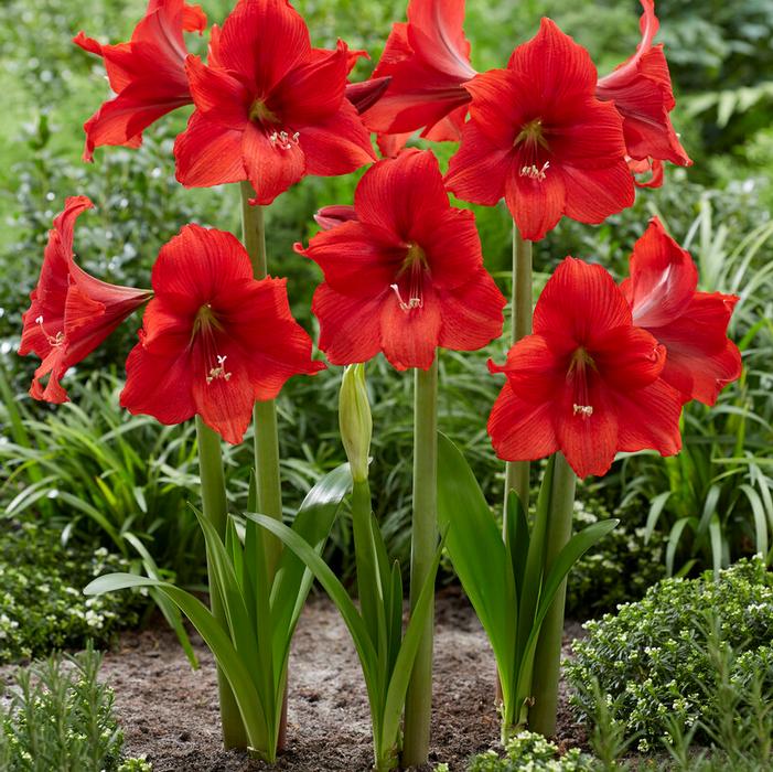 Wholesale Amaryllis Dutch 'Red Tiger' - Amaryllis | A.D.R. Bulbs