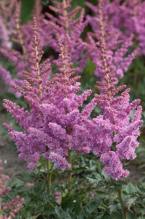 Wholesale Astilbe chinensis 'Vision in Purple' (Ships in Spring) - False Spirea | A.D.R. Bulbs