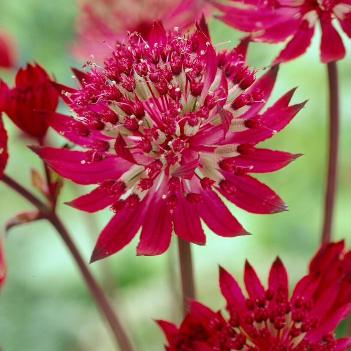 Wholesale Astrantia major 'Claret' (Ships in Spring) - Masterwort | A.D.R. Bulbs