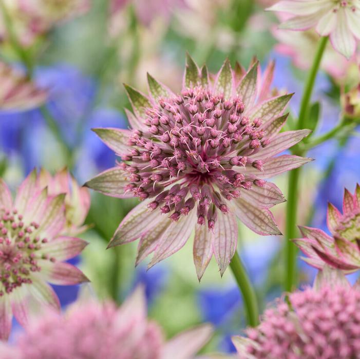Wholesale Astrantia major 'Roma' (Ships in Spring) - Masterwort | A.D.R. Bulbs