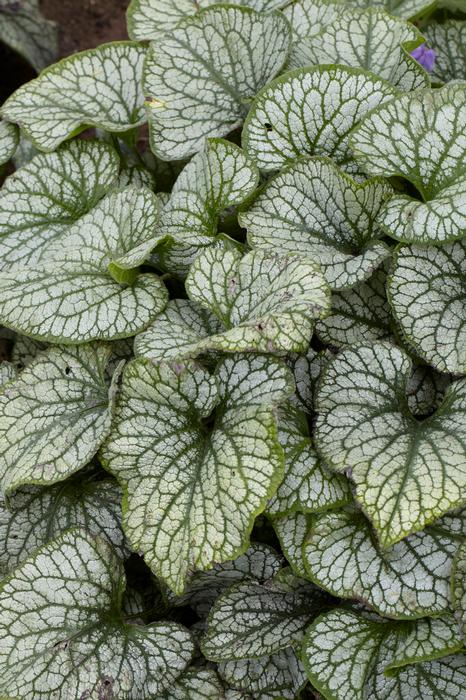 Wholesale Brunnera macrophylla 'Jack Frost' (Ships in Spring) - Siberian Bugloss | A.D.R. Bulbs