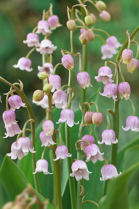 Wholesale Convallaria Majalis 'Rosea' (Ships in Spring) - | A.D.R. Bulbs