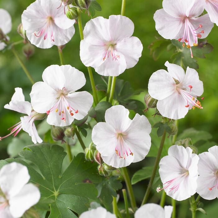 Wholesale Geranium 'Biokovo' (Ships in Spring) - Cranesbill | A.D.R. Bulbs