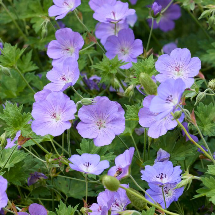 Wholesale Geranium 'Rozanne' (Ships in Spring) - Cranesbill | A.D.R. Bulbs