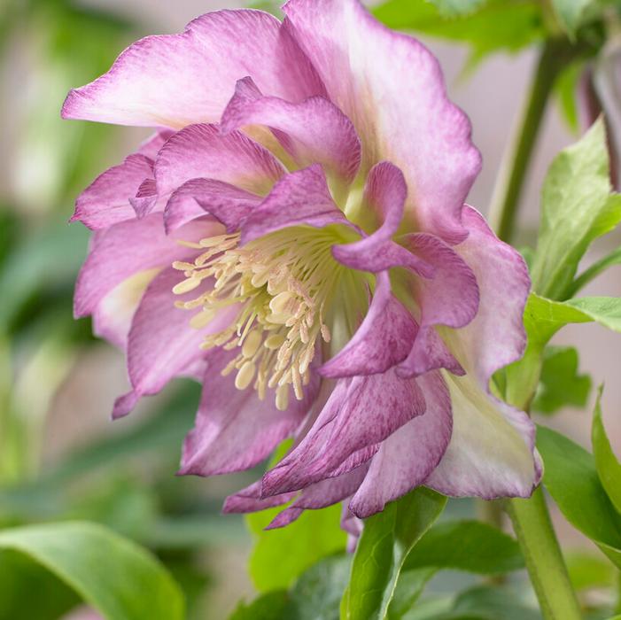 Wholesale Helleborus 'Double Ellen Pink' (Ships in Spring) - Lenten Rose | A.D.R. Bulbs