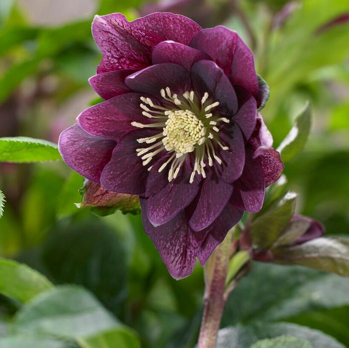 Wholesale Helleborus 'Double Ellen Purple' (Ships in Spring) - Lenten Rose | A.D.R. Bulbs