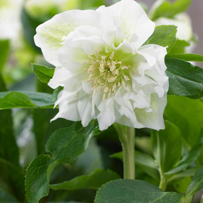 Wholesale Helleborus 'Double Ellen White' (Ships in Spring) - Lenten Rose | A.D.R. Bulbs
