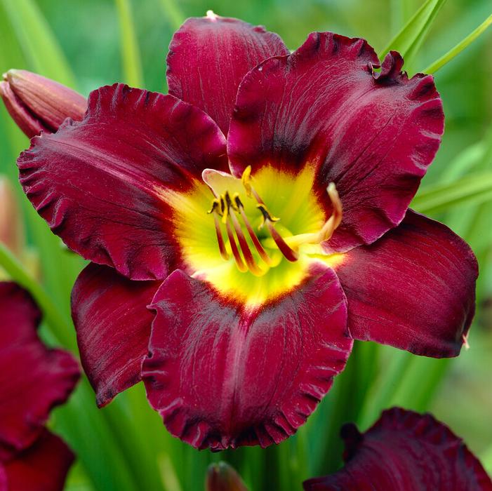 Wholesale Hemerocallis 'Bela Lugosi' (Ships in Spring) - Daylily | A.D.R. Bulbs