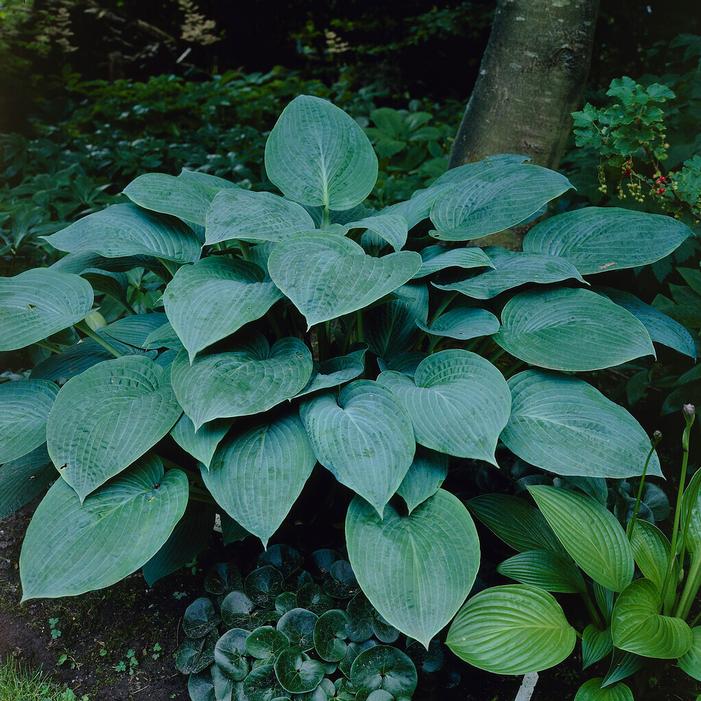 Wholesale Hosta 'Krossa Regal' (Ships in Spring) - Plantain Lily | A.D.R. Bulbs