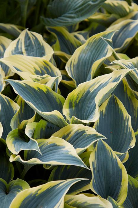 Wholesale Hosta 'First Frost' (Ships in Spring) - Plantain Lily | A.D.R. Bulbs