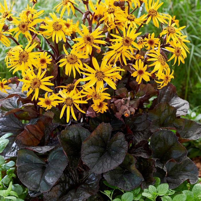 Wholesale Ligularia stenocephala 'Britt-Marie Crawford' (Spring) - Ragwort | A.D.R. Bulbs