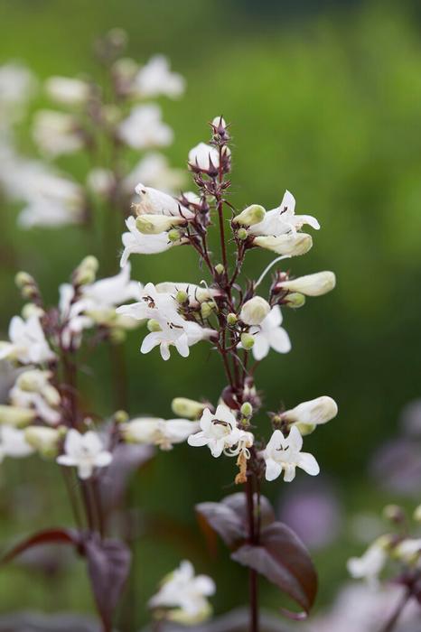 Wholesale Penstemon digitalis 'Husker Red' (Ships in Spring) - Beard Tongue | A.D.R. Bulbs