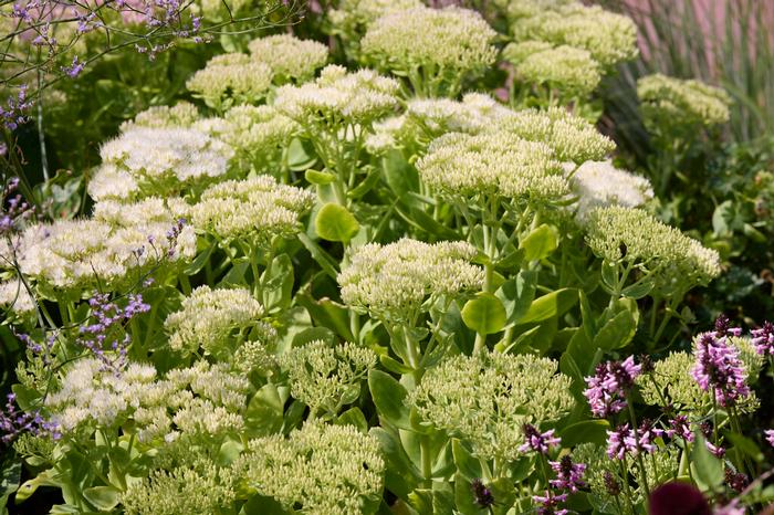 Wholesale Sedum Tall Upright Clumping 'Stardust' - Stonecrop | A.D.R. Bulbs