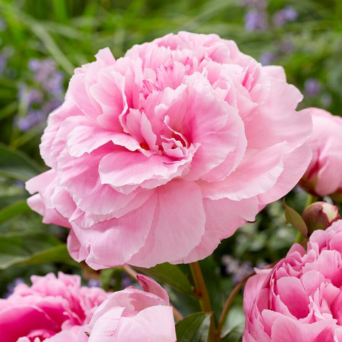 Paeonia 'Alexander Fleming' (Ships in Spring) - Garden Peony from ADR Bulbs