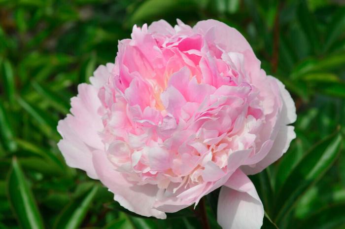 Wholesale Paeonia 'Angel Cheeks' (Ships in Spring) - Garden Peony | A.D.R. Bulbs