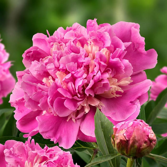 Paeonia 'Anima' (Ships in Spring) - Garden Peony from ADR Bulbs
