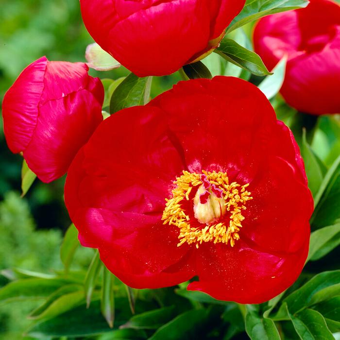 Paeonia 'Blaze' (Ships in Spring) - Garden Peony from ADR Bulbs