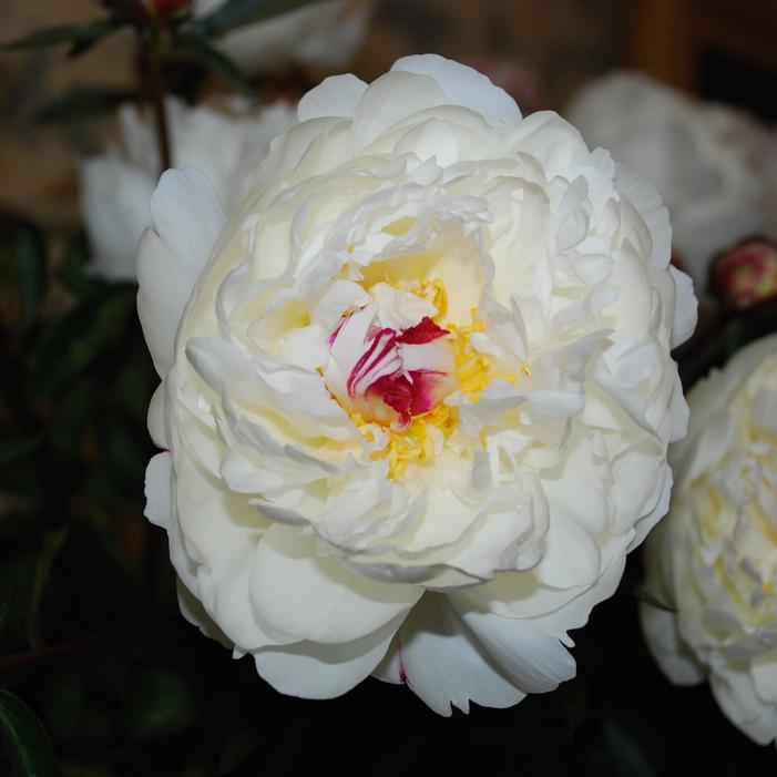 Wholesale Paeonia 'Boule de Neige' (Ships in Spring) - Garden Peony | A.D.R. Bulbs