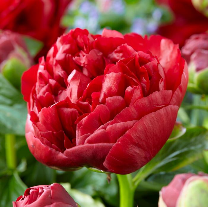 Wholesale Paeonia 'Henry Bockstoce' (Ships in Spring) - Garden Peony | A.D.R. Bulbs