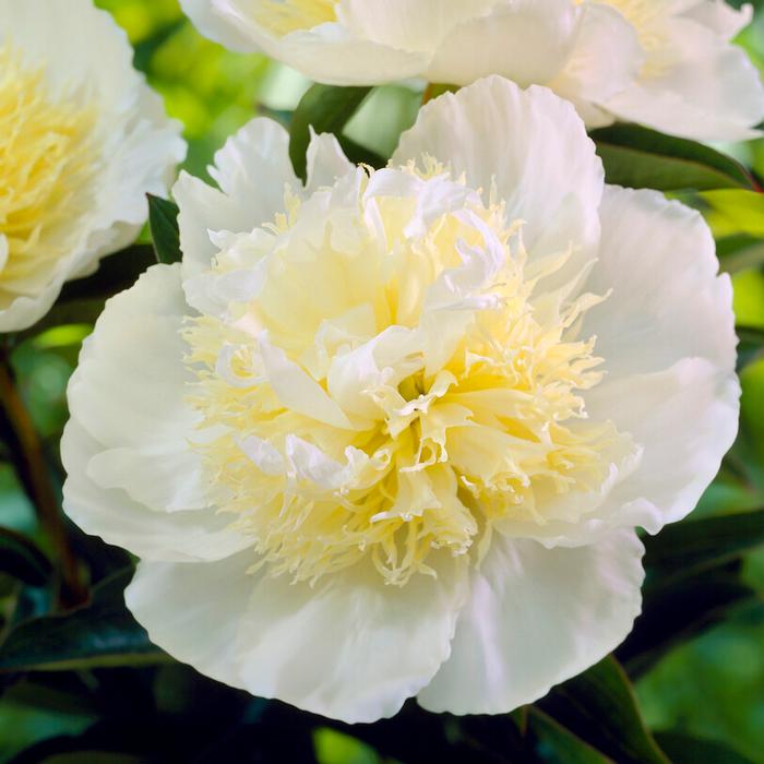 Paeonia 'Honey Gold' (Ships in Spring) - Garden Peony from ADR Bulbs
