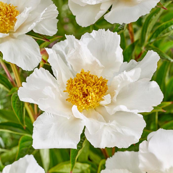 Wholesale Paeonia 'Krinkled White' (Ships in Spring) - Garden Peony | A.D.R. Bulbs