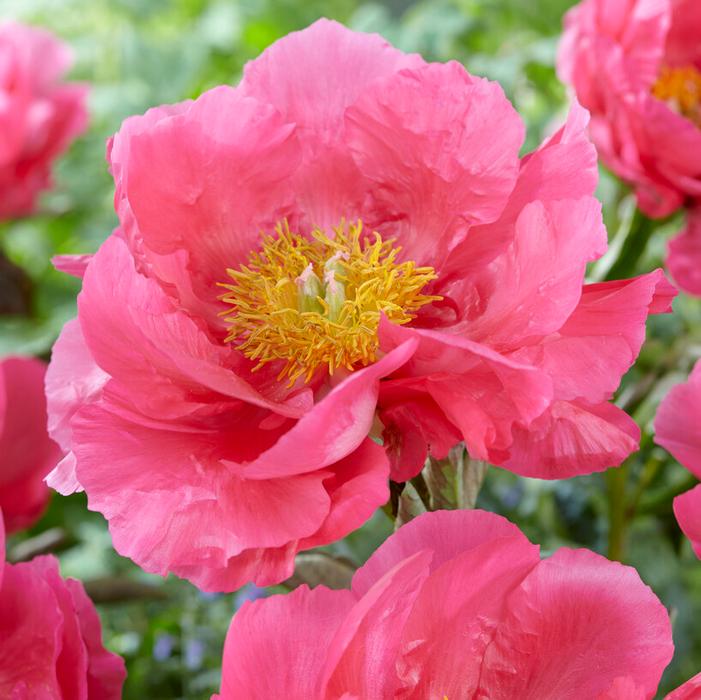 Wholesale Paeonia 'Paula Fay' (Ships in Spring) - Garden Peony | A.D.R. Bulbs