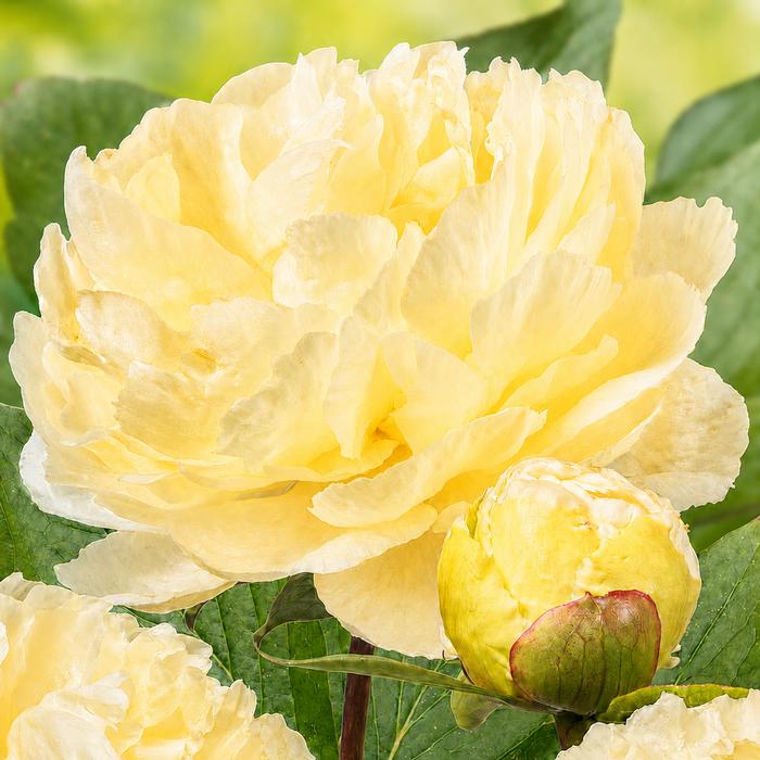 Paeonia 'Sunny Girl' (Ships in Spring) - Garden Peony from ADR Bulbs