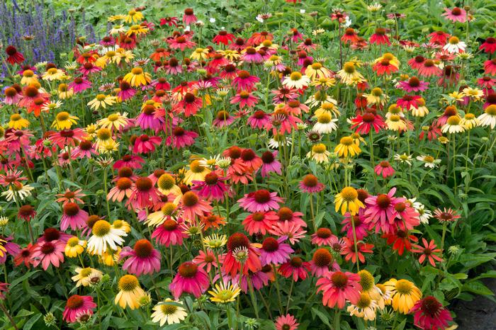 Wholesale Echinacea 'Cheyenne Spirit' (Ships in Spring) - Coneflower | A.D.R. Bulbs