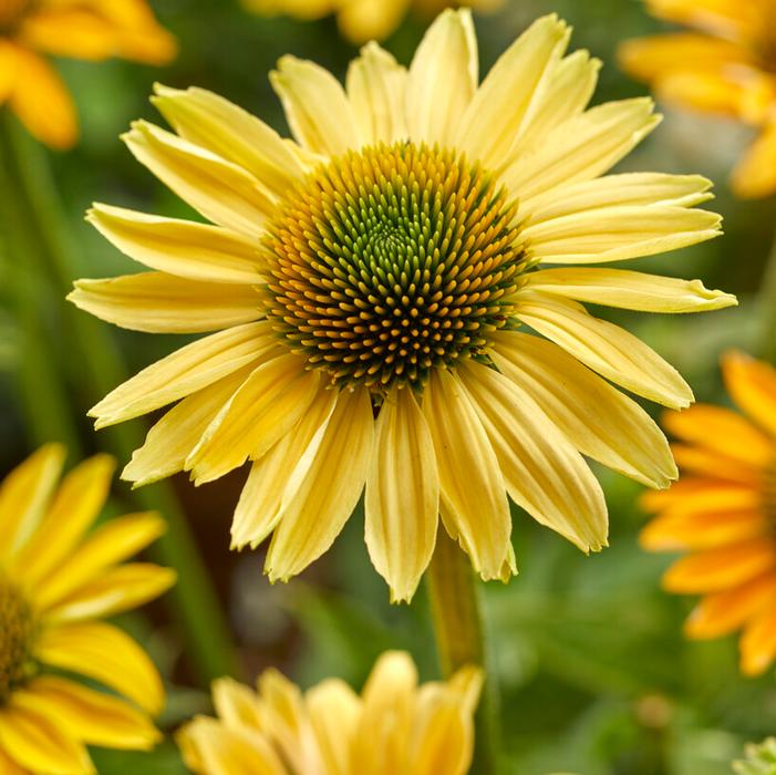 Wholesale Echinacea 'Mellow Yellows' (Ships in Spring) - Coneflower | A.D.R. Bulbs