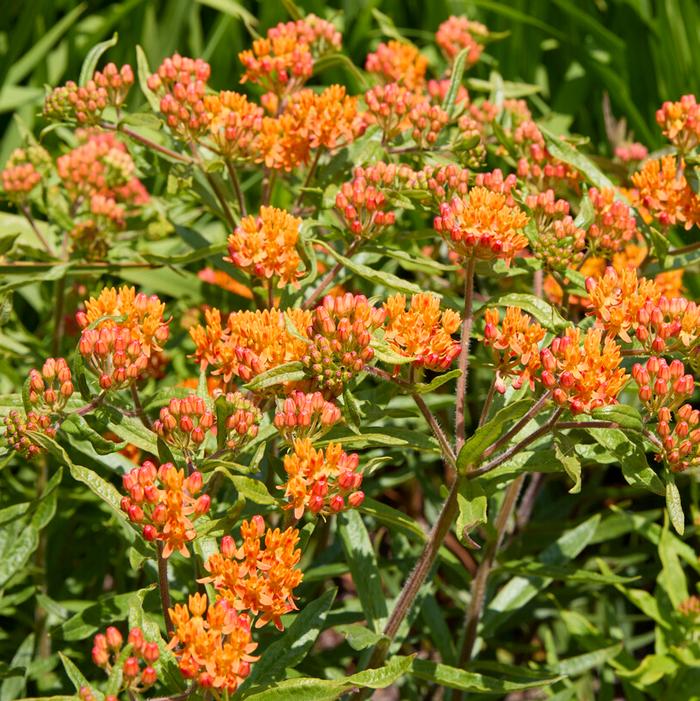 Wholesale Asclepias tuberosa 'Butterfly Weed' (Ships in Spring) - | A.D.R. Bulbs