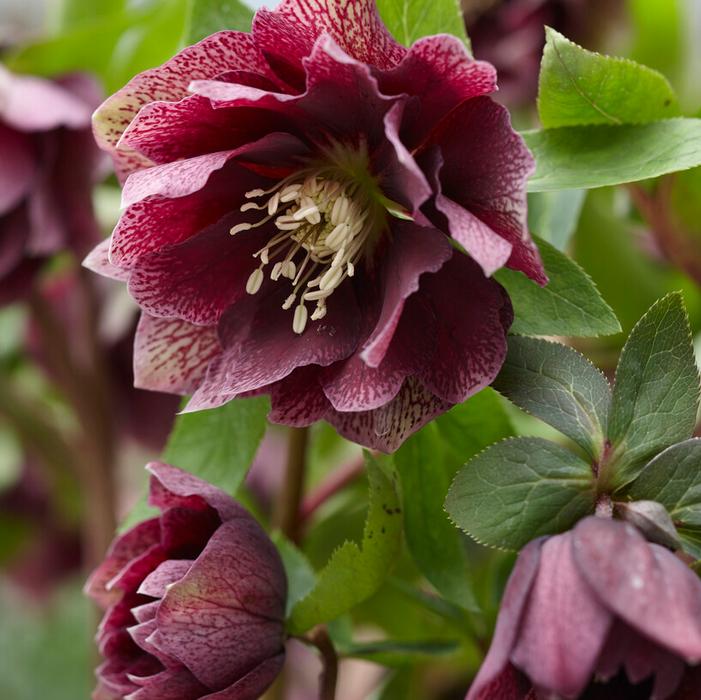 Wholesale Helleborus x hybridus 'Double Ellen Red' (Ships in Spring) - Lenten Rose | A.D.R. Bulbs