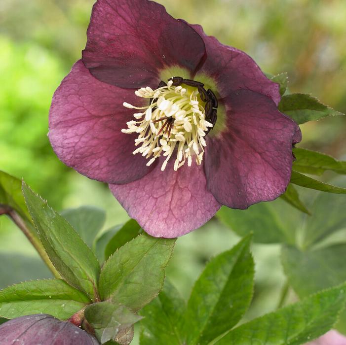 Wholesale Helleborus x hybridus 'Pretty Ellen Red (Ships in Spring) - Lenten Rose | A.D.R. Bulbs
