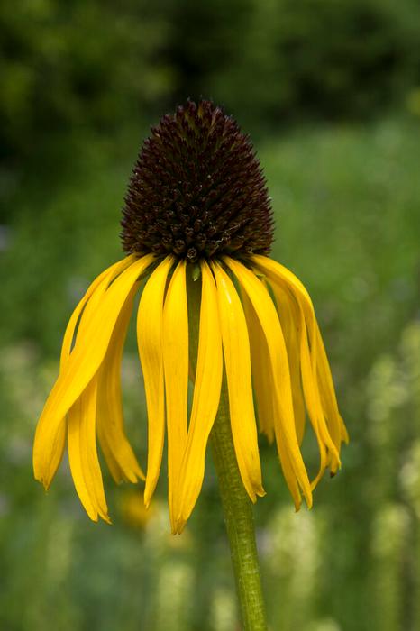 Wholesale Echinacea purpurea 'Paradoxa' (Ships in Spring) - Coneflower | A.D.R. Bulbs