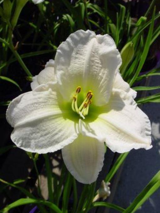 Wholesale Hemerocallis 'Gentle Shepherd (Ships in Spring) - Daylily | A.D.R. Bulbs
