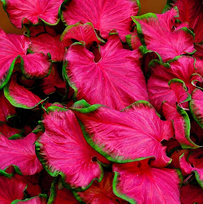 Wholesale Caladium Fancy Leaf 'Cherry Tart' (Ships in Spring) - Caladium | A.D.R. Bulbs