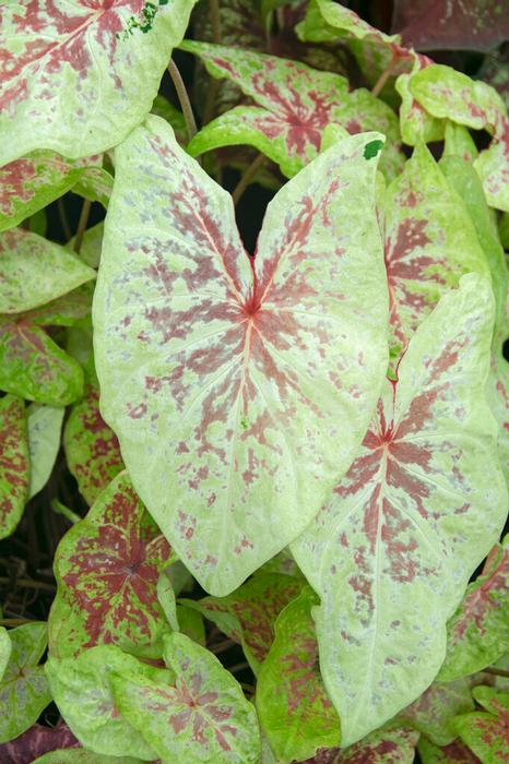 Wholesale Caladium Fancy Leaf 'Seafoam Pink' (Ships in Spring) - Caladium | A.D.R. Bulbs
