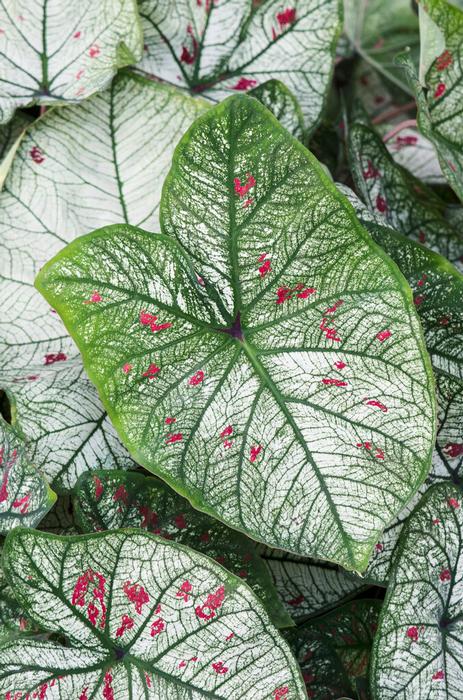 Wholesale Caladium Fancy Leaf 'Strawberry Star' (Ships in Spring) - Caladium | A.D.R. Bulbs