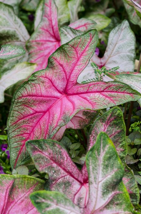 Wholesale Caladium Fancy Leaf 'Summer Pink' (Ships in Spring) - Caladium | A.D.R. Bulbs