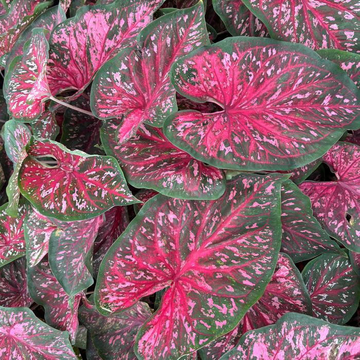 Caladium Strap Leaf 'Pink A Boo' (Ships in Spring) - Caladium from ADR Bulbs