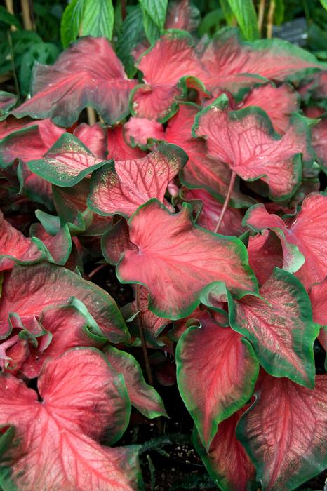 Wholesale Caladium Strap Leaf 'Red Ruffles' (Ships in Spring) - Caladium | A.D.R. Bulbs