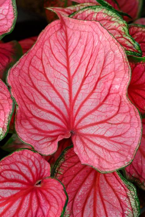 Wholesale Caladium Strap Leaf 'Sizzle' (Ships in Spring) - Caladium | A.D.R. Bulbs