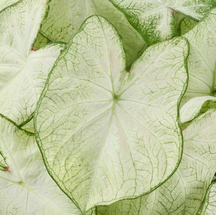 Wholesale Caladium Fancy Leaf 'Florida Moonlight' (Ships in Spring) - Caladium | A.D.R. Bulbs