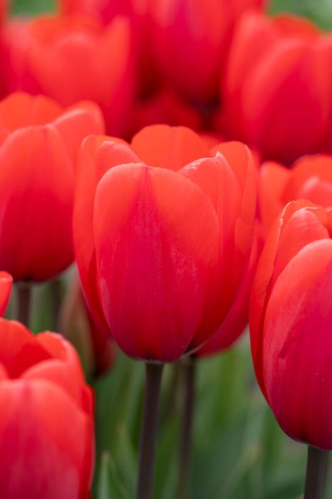 Wholesale Tulipa Darwin Hybrid 'Red Ranger' - Tulip | A.D.R. Bulbs