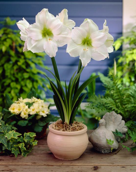 Wholesale Amaryllis Peruvian 'Denver' - Amaryllis | A.D.R. Bulbs