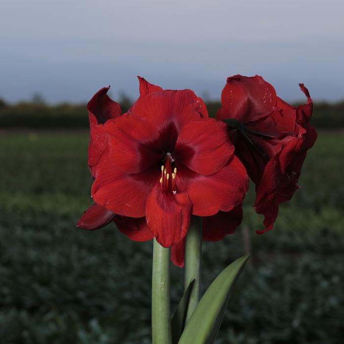 Wholesale Amaryllis Peruvian 'Red Fantasy' - Amaryllis | A.D.R. Bulbs