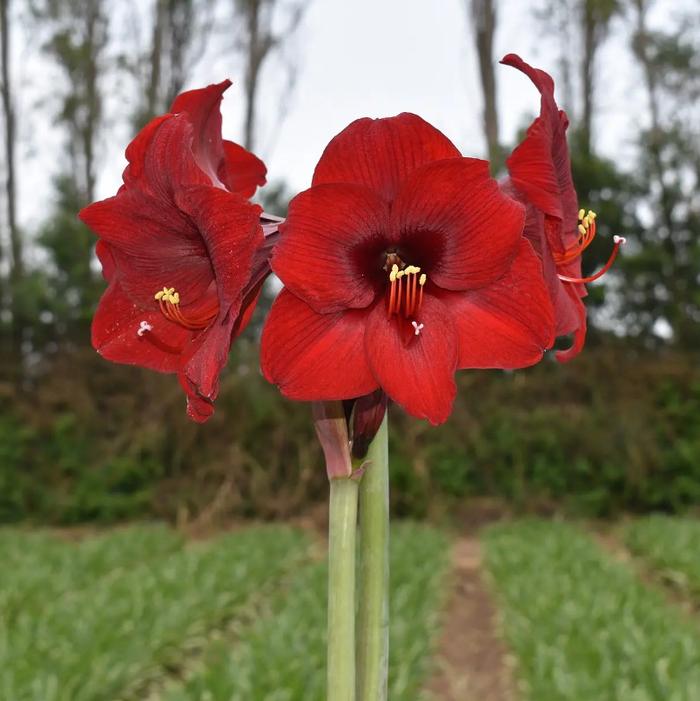 Wholesale Amaryllis Peruvian 'Andes Sunset' - Amaryllis | A.D.R. Bulbs