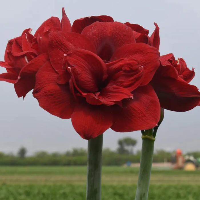 Wholesale Amaryllis Peruvian 'Red Symphony' - Amaryllis | A.D.R. Bulbs