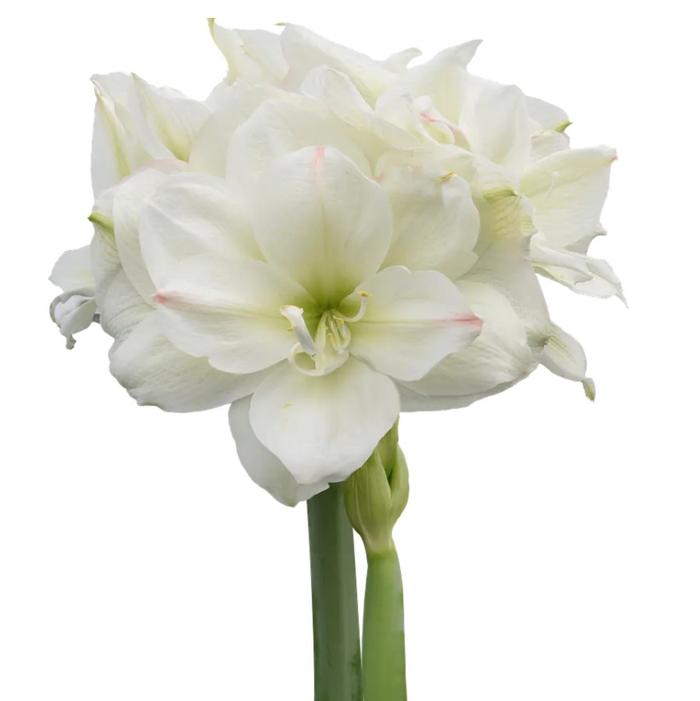 Wholesale Amaryllis Peruvian 'White Amadeus' - Amaryllis | A.D.R. Bulbs