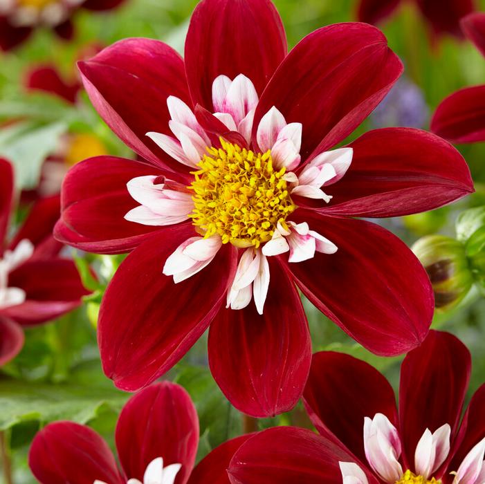 Wholesale Dahlia Collarette 'Mary Evelyn' (Ships in Spring) - Dahlia | A.D.R. Bulbs