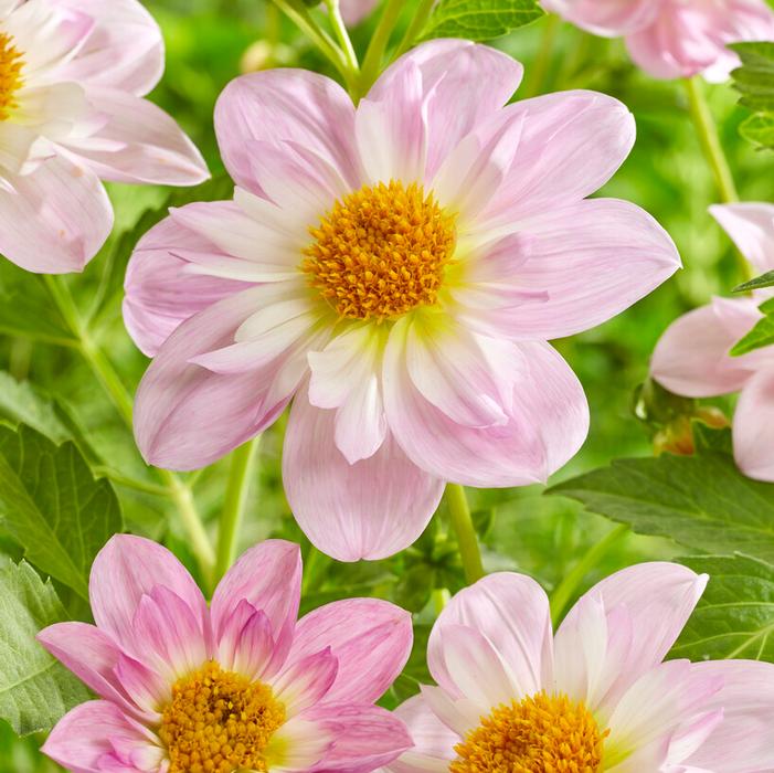 Wholesale Dahlia Collarette 'Teesbrook Audrey' (Ships in Spring) - Dahlia | A.D.R. Bulbs